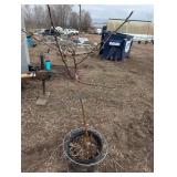 State Fair Apple Tree (Malus 