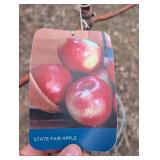 State Fair Apple Tree (Malus 