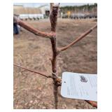 State Fair Apple Tree (Malus 