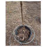 State Fair Apple Tree (Malus 