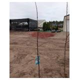 Haralson Apple Tree - Malus 