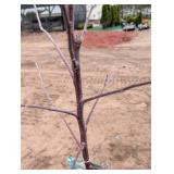 Haralson Apple Tree - Malus 