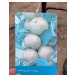 Haralson Apple Tree - Malus 