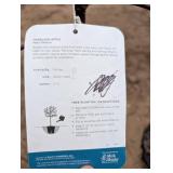 Haralson Apple Tree - Malus 