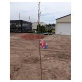 Zestar Apple Tree - Malus 