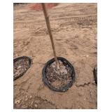 Zestar Apple Tree - Malus 