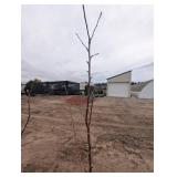 Zestar Apple Tree - Malus 