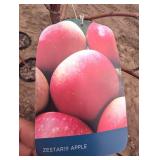 Zestar Apple Tree - Malus 