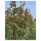 Zestar Apple Tree Malus 