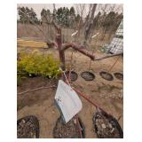 Zestar Apple Tree Malus 
