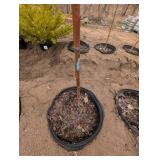 Zestar Apple Tree Malus 