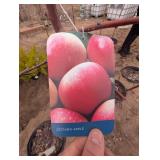 Zestar Apple Tree Malus 