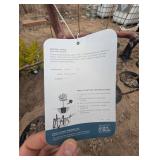 Zestar Apple Tree Malus 