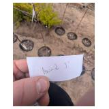 Zestar Apple Tree Malus 