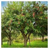 Haralson Apple Tree - Malus 