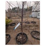 Haralson Apple Tree - Malus 