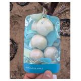 Haralson Apple Tree - Malus 