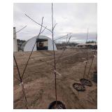 Haralson Apple Trees - Malus 