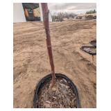 Haralson Apple Trees - Malus 