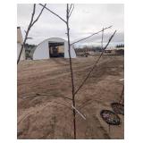 Haralson Apple Trees - Malus 