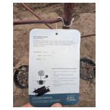 Red Baron Apple Tree