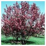 Red Baron Apple Tree