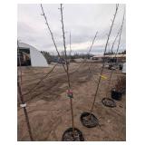 Red Baron Apple Tree