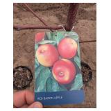 Red Baron Apple Tree