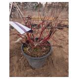 Neon Burst Dogwood shrub