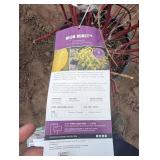 Neon Burst Dogwood shrub