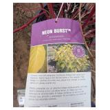 Neon Burst Dogwood shrub