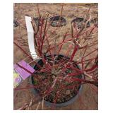 Neon Burst Dogwood shrub