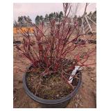 Red Twig Dogwood - Ornamental Shrub in Pot