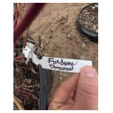 Red Twig Dogwood - Ornamental Shrub in Pot