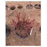 Red Twig Dogwood - Ornamental Shrub in Pot