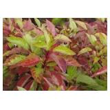 Fire Dance Dogwood Shrub - Red Twig, Potted, Multi-Stem, 2-3 ft Tall