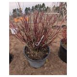 Fire Dance Dogwood Shrub - Red Twig, Potted, Multi-Stem, 2-3 ft Tall