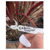 Fire Dance Dogwood Shrub - Red Twig, Potted, Multi-Stem, 2-3 ft Tall