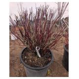 Fire Dance Dogwood Shrub - Red Twig, Potted, Multi-Stem, 2-3 ft Tall