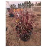 Fire Dance dogwood shrub