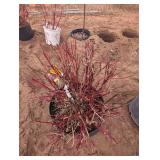 Fire Dance dogwood shrub