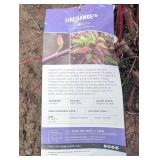 Fire Dance dogwood shrub