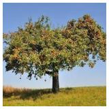 Honeycrisp Apple Tree in Pot