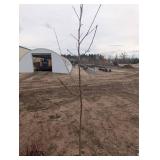 Honeycrisp Apple Tree in Pot