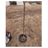 Honeycrisp Apple Tree in Pot