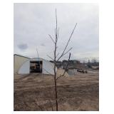 Honeycrisp Apple Tree in Pot