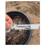 Honeycrisp Apple Tree in Pot