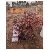 First Editions Firedance Dogwood - Compact Red Twig Cornus sericea, 3-4 ft tall by 4-5 ft wide