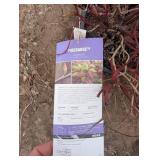 First Editions Firedance Dogwood - Compact Red Twig Cornus sericea, 3-4 ft tall by 4-5 ft wide