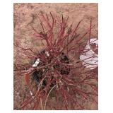 First Editions Firedance Dogwood - Compact Red Twig Cornus sericea, 3-4 ft tall by 4-5 ft wide
